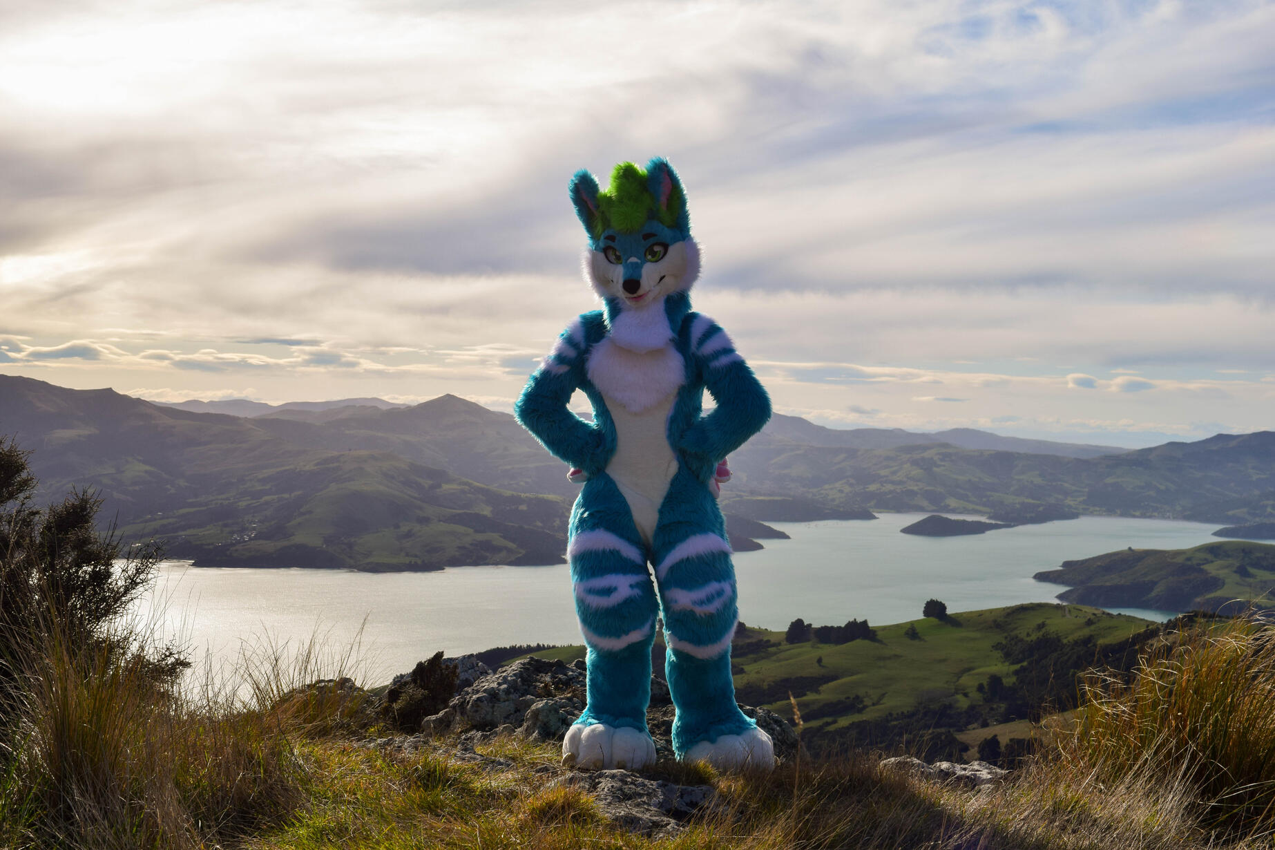 📸: Rocket. Akaroa