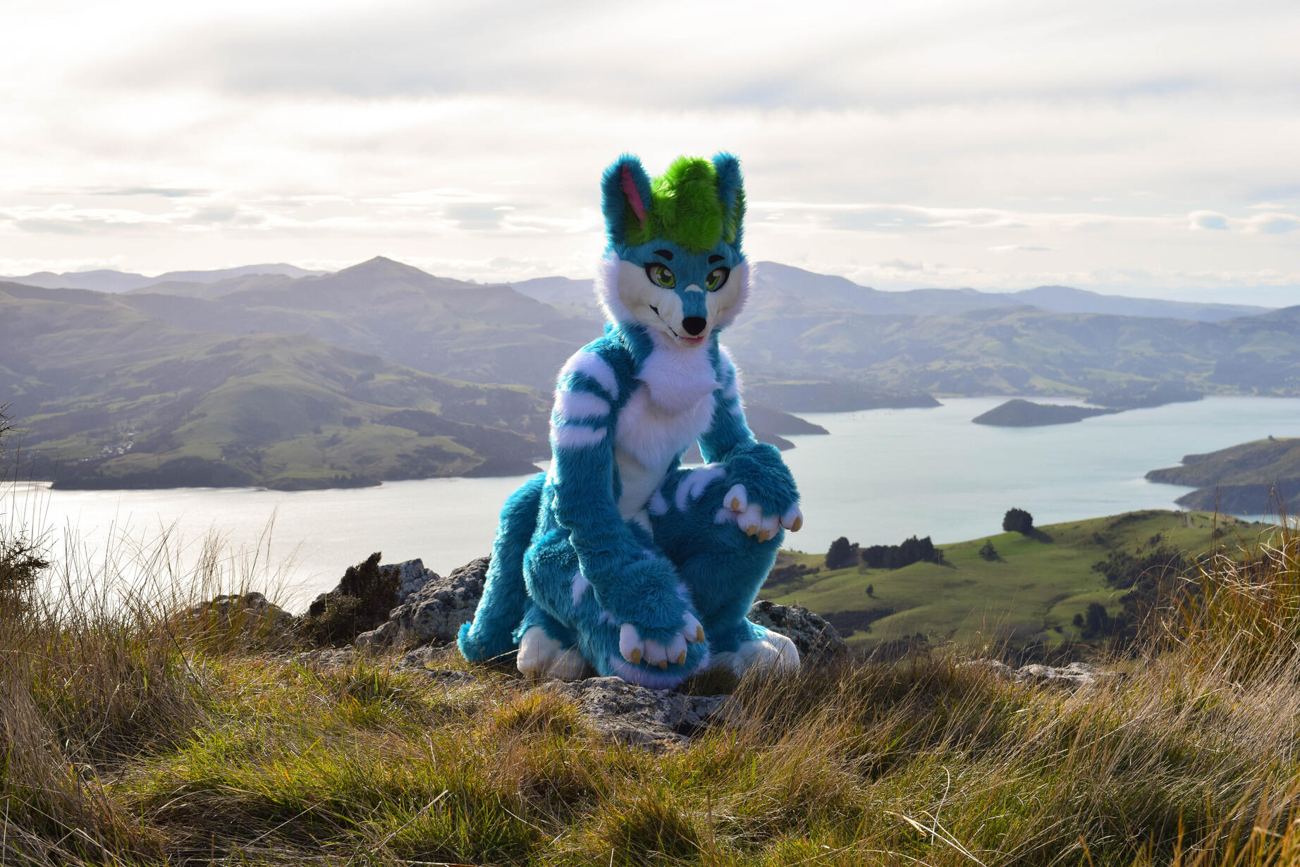 ๐ธ: Rocket. Akaroa